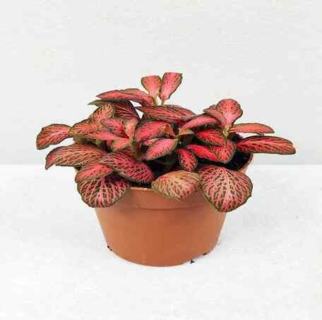 Red Fittonia Heirloom Non Gmo Seeds for Planting