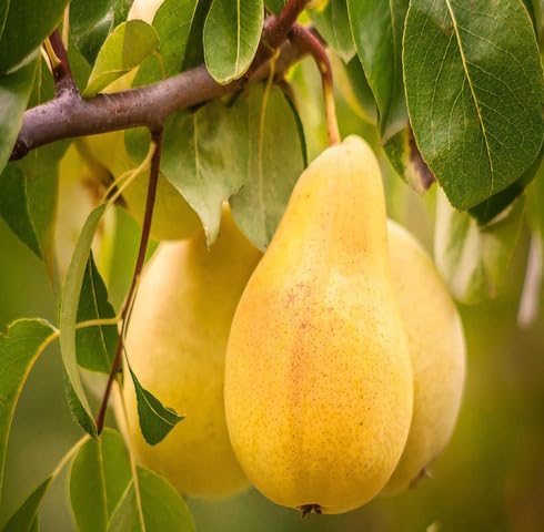 Yellow Pear Fruit Heirloom Non Gmo Seeds for Planting
