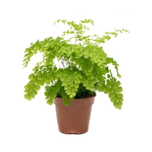 adiantum raddianum Vegetable Seeds for Planting