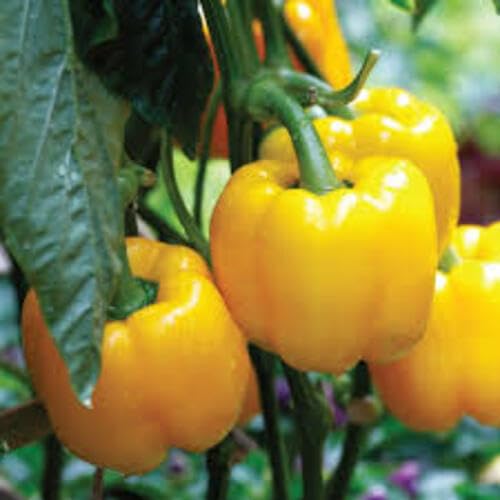 capsicum Vegetable Seeds for Planting