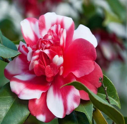 red-white-camellia-flower-heirloom-non-gmo-seeds Seeds for Planting
