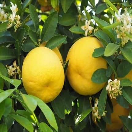 Grapefruit Yellow Heirloom Non Gmo Seeds for Planting