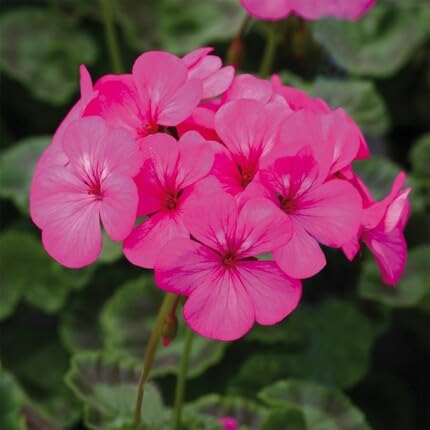 geranium-flower-pink-heirloom-non-gmo-seeds Seeds for Planting