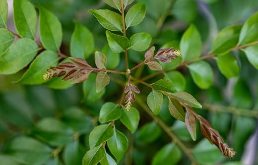 Curry Leaf Herb Seeds for Planting