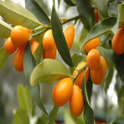 Kumquat Fruit Orange Heirloom Non Gmo Seeds for Planting