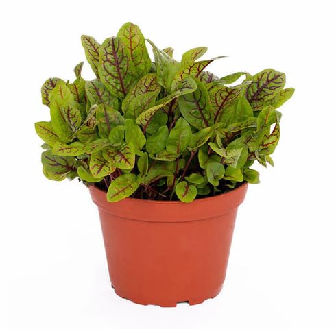 green-sorrel-heirloom-non-gmo-seeds Seeds for Planting