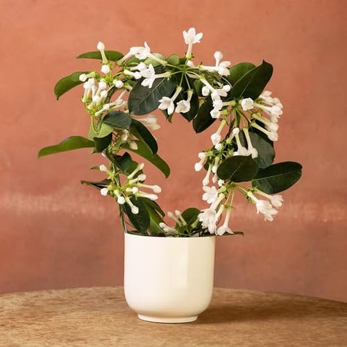 white-stephanotis-flower-heirloom-non-gmo-seeds Seeds for Planting
