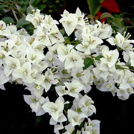 bougainvillea-flower-white-heirloom-non-gmo-seeds Seeds for Planting