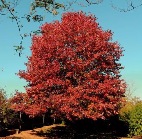 red-oak-tree-heirloom-non-gmo-seeds Seeds for Planting