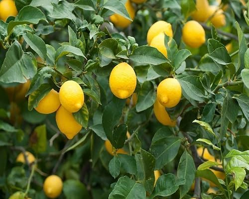 Yellow Lemon Heirloom Non Gmo Seeds for Planting