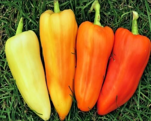 mixed sweet pepper Vegetable Seeds for Planting
