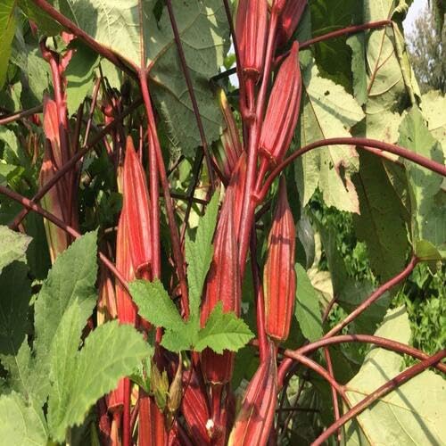 okra Vegetable Seeds for Planting
