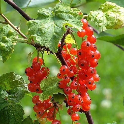 Red Currant Fruit Heirloom Non Gmo Seeds for Planting