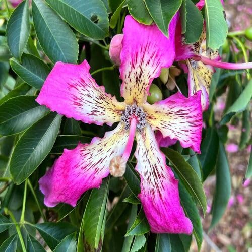 pink-chorisia-flower-heirloom-non-gmo-seeds Seeds for Planting