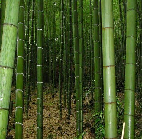 black-bamboo-tree-heirloom-non-gmo-seeds Seeds for Planting