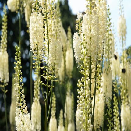 white-cohosh-heirloom-non-gmo-seeds Seeds for Planting