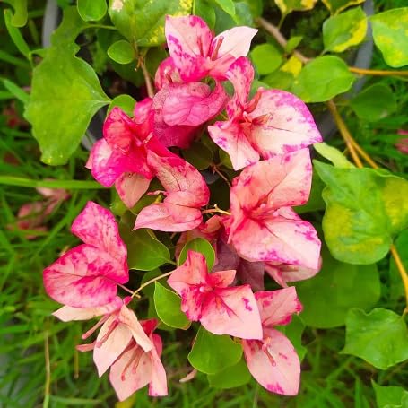 Pink Orange Bougainvillea Flower Heirloom Non Gmo Seeds for Planting
