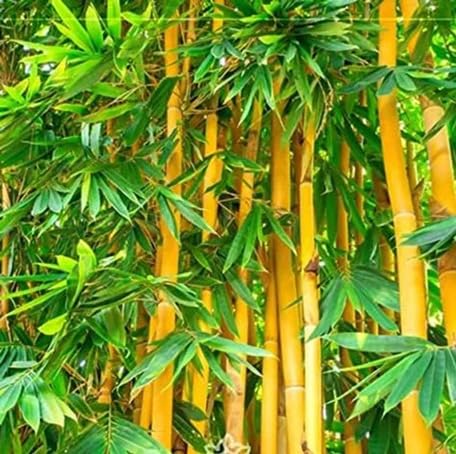 Bamboo Herb Seeds for Planting