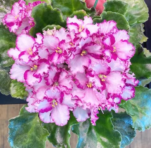 white-pink-saintpaulia-flower-heirloom-non-gmo-seeds Seeds for Planting