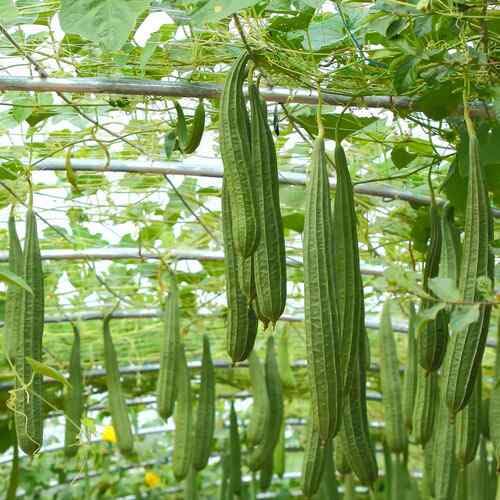 luffa Vegetable Seeds for Planting