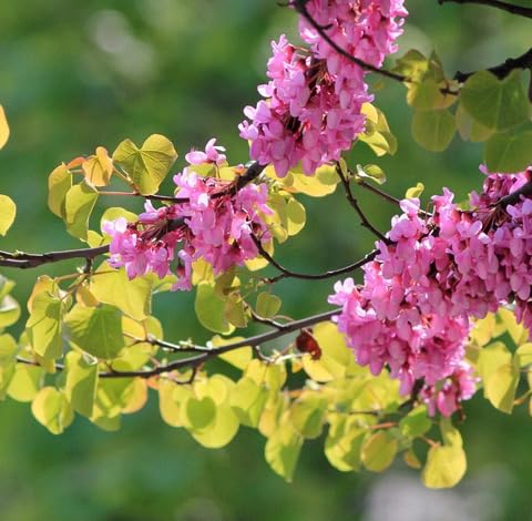 green-cercis-sliquastrum-tree-heirloom-non-gmo-seeds Seeds for Planting