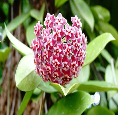 light-pink-arnosa-flower-heirloom-non-gmo-seeds Seeds for Planting