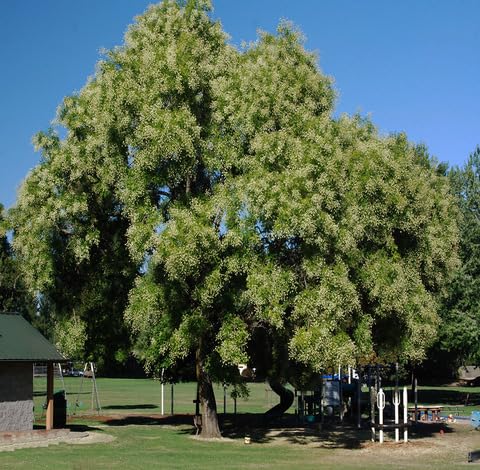 green-styphnolobium-japonicum-tree-heirloom-non-gmo-seeds Seeds for Planting