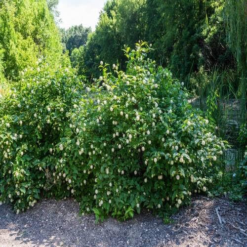 cephalanthus-green-heirloom-non-gmo-seeds Seeds for Planting