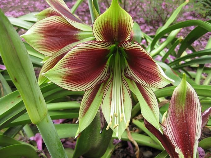 mixed hippeastrum flower Vegetable Seeds for Planting