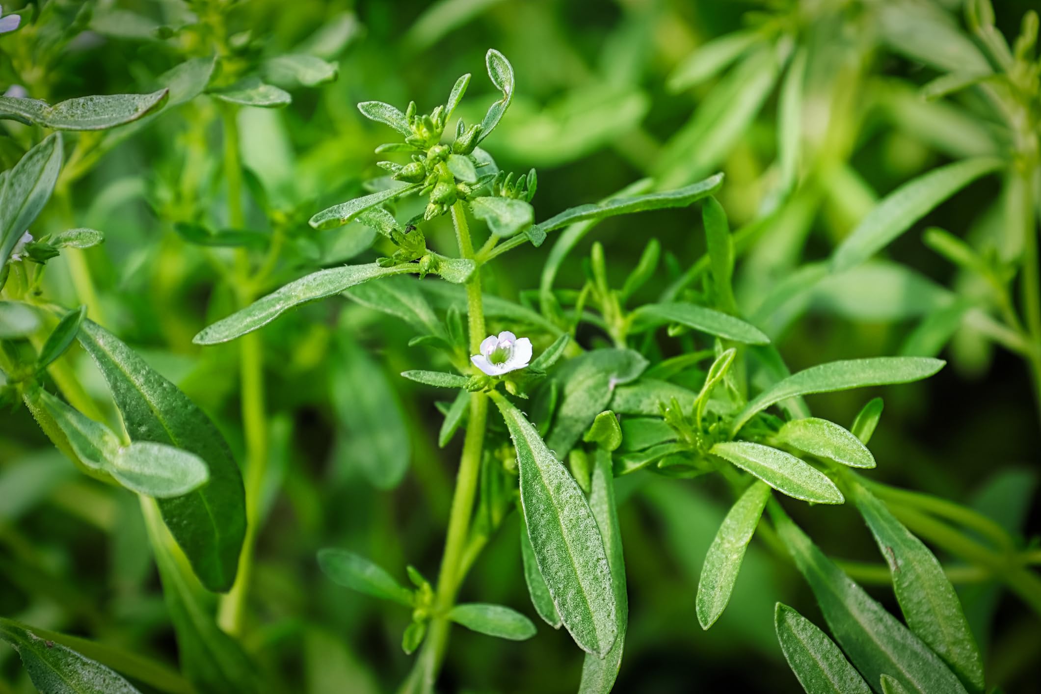 Herb Summer Savory Herb Seeds for Planting