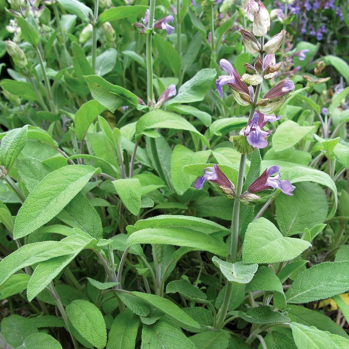 Herbs Sage Broad Herb Seeds for Planting