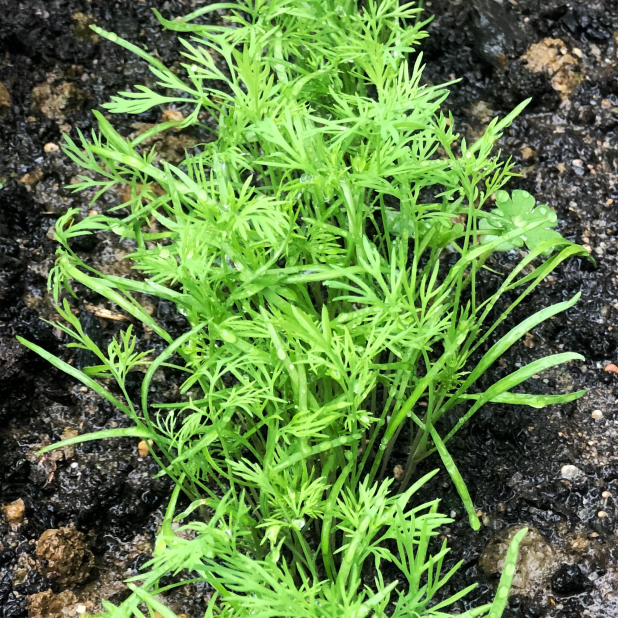 Bouquet Dill Flavorful Herb Seeds for Planting