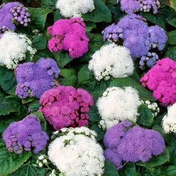 Ageratum Ball Mixed F1 compact mixed flower seeds with colorful ageratum blooms