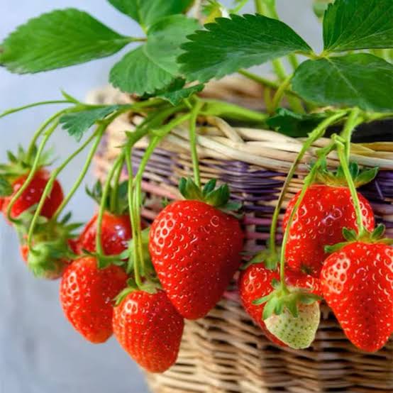 Alpine Strawberry microgreen seeds for indoor tray growing and home gardens
