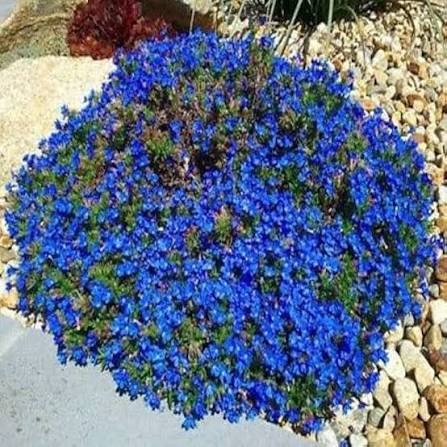 Alyssum Maritima Royal Carpet Blue Flower Seeds for Planting – Heirloom Blue Blooms