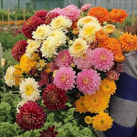 Chrysanthemum Segetum Helios golden yellow flowers growing in a garden