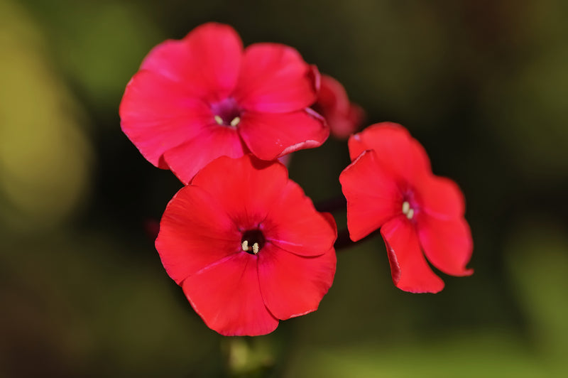 Annual Phlox Beauty Red flowers growing in a sunny garden