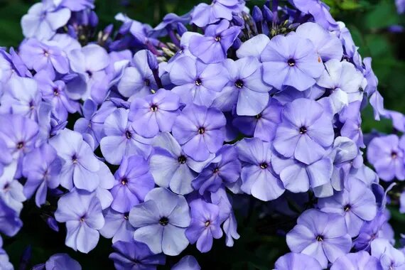 Annual Phlox Beauty Violet flower seeds for planting
