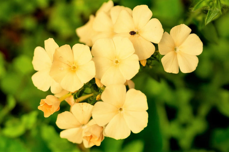 Annual Phlox Beauty Yellow flowers growing in a sunny home garden