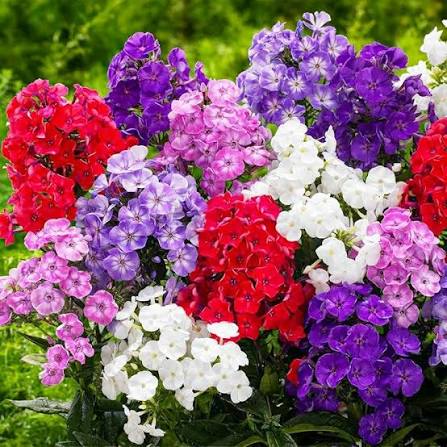 Phlox Cuspidata Twinkle Tall Mixed annual phlox flowers grown from seeds