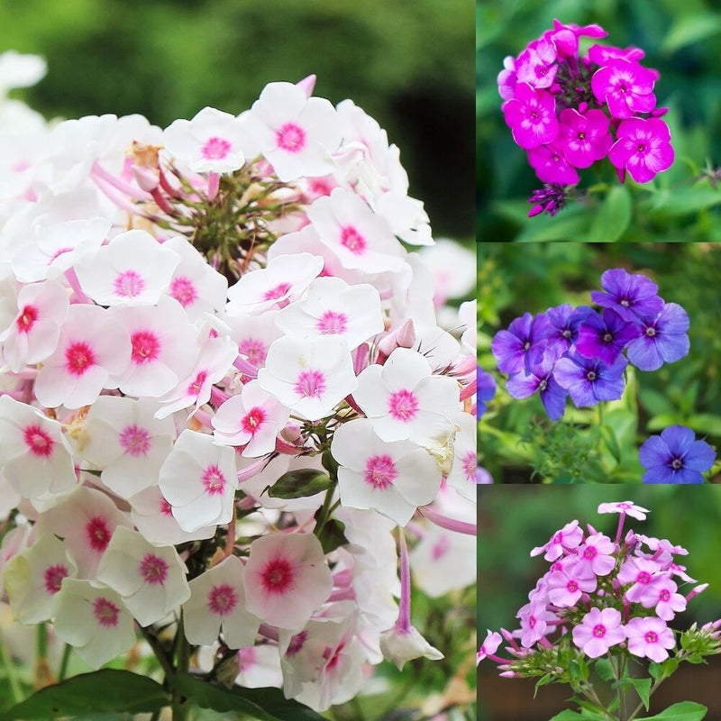 Annual Phlox Drummondii Beauty Mixed flower seeds for colorful garden blooms