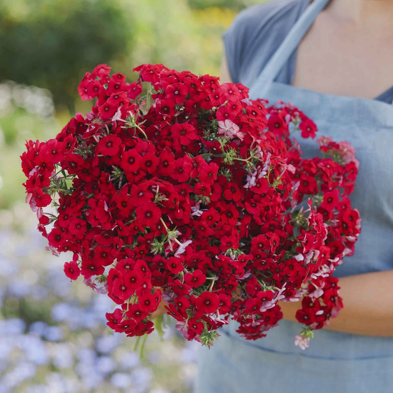 Annual Phlox Drummondii Fiery Red Flower Seeds for Planting