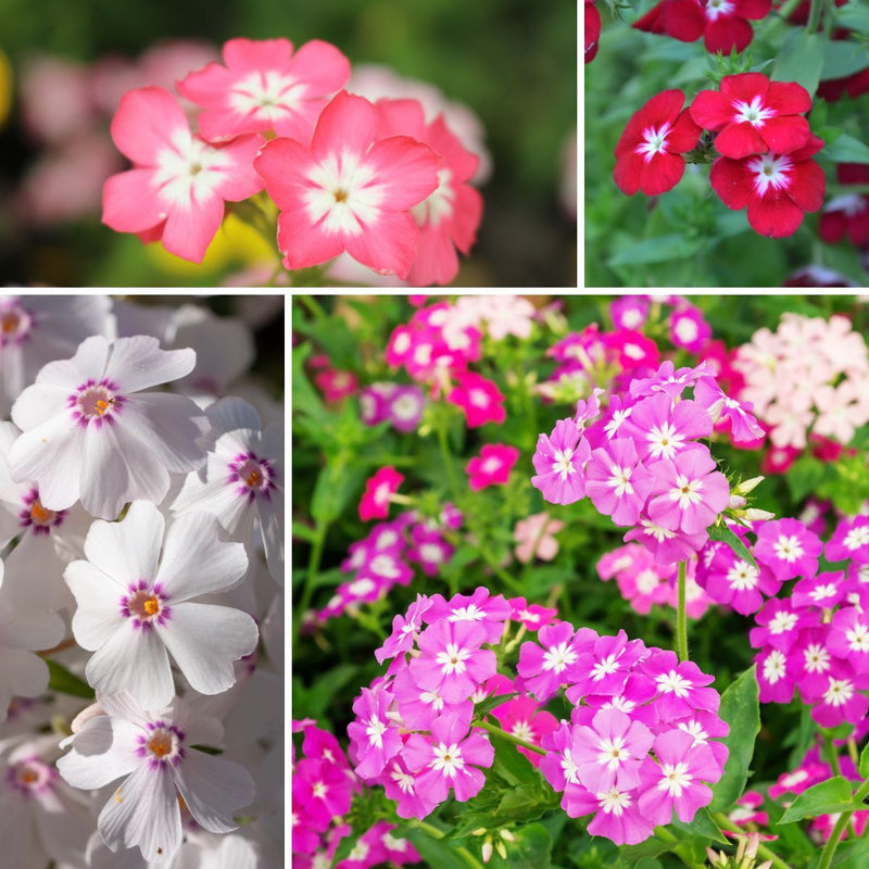 Annual Phlox Drummondii Globe Mix flower seeds growing in a colorful garden