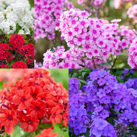 Phlox Cuspidata Twinkle Dwarf Mixed annual phlox flowers grown from seeds