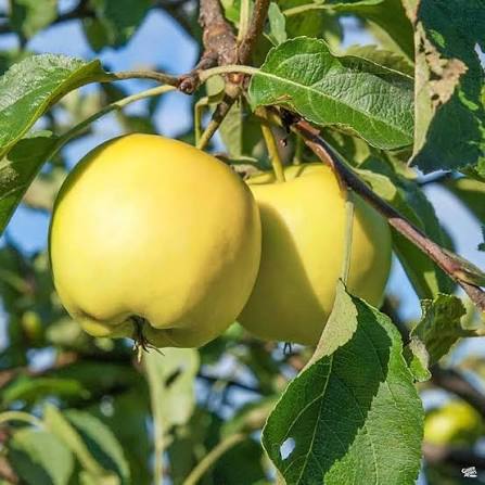 Antonovka Apple Tree Seeds for growing yellow-green fruit trees with pink-white spring flowers