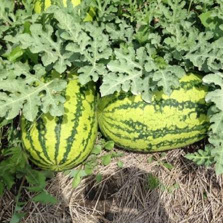 Asian J Watermelon Seeds garden fruit variety for home planting