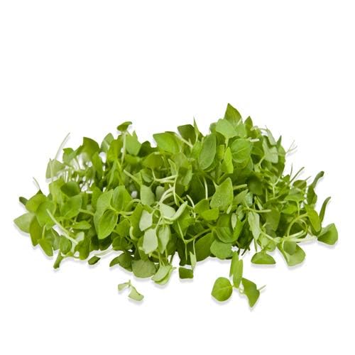 Basil Lemon herb microgreen seeds for growing fresh aromatic lemon basil greens