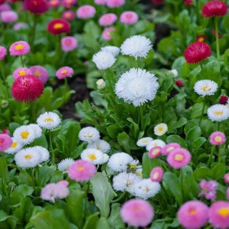 Bellis perennis Monstrosa Double Rose English Daisy flower seeds