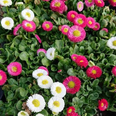 Bellis perennis Pomponette Mixed English Daisy flower seeds