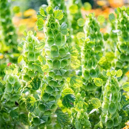 Bells of Ireland Molucella Laevis flower seeds for planting
